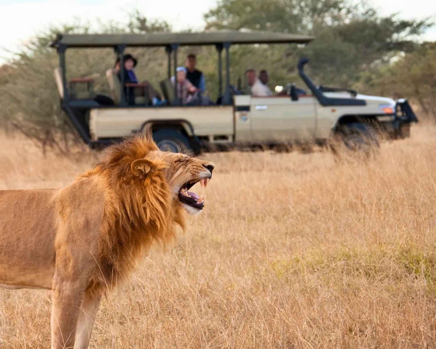 Tansania Safari und Sansibar Urlaub: Ein Unvergessliches Abenteuer